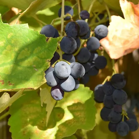 Encanto Апартаменты *